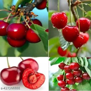 অস্ট্রেলিয়ান রেড চেরি গাছ...