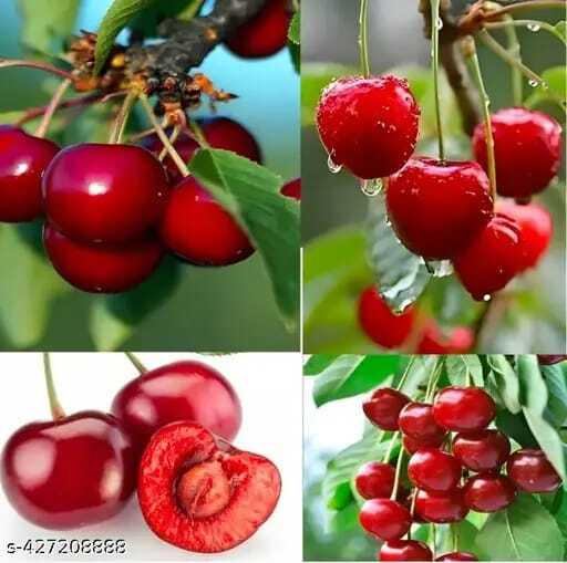 অস্ট্রেলিয়ান রেড চেরি গাছ...