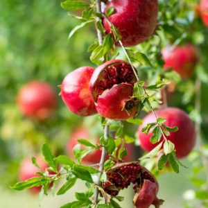 ১২ মাসি অস্ট্রেলিয়ান আনার গাছ....