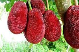 'লাল কাঁঠাল/গোলাপি কাঁঠাল /১২ মাসি সবুজ কাঁঠাল গাছ....