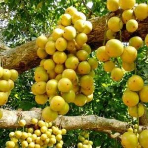 থাই লটকন গাছ....