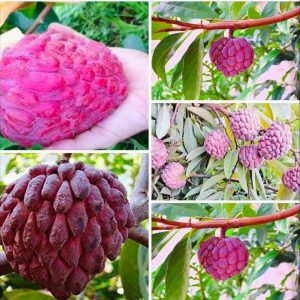 ১২মাসি থাই লাল শরিফা গাছ....