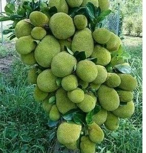 'লাল কাঁঠাল/গোলাপি কাঁঠাল /১২ মাসি সবুজ কাঁঠাল গাছ...