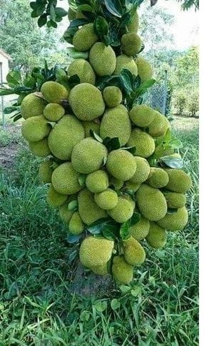 'লাল কাঁঠাল/গোলাপি কাঁঠাল /১২ মাসি সবুজ কাঁঠাল গাছ...