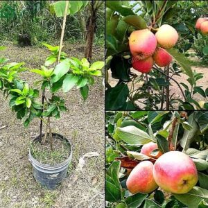 অস্ট্রেলিয়ান আপেল গাছ....