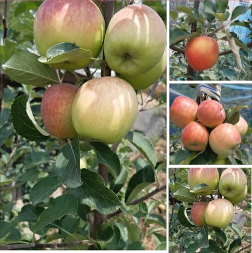 অস্ট্রেলিয়ান সবুজ আপেল গাছ.....