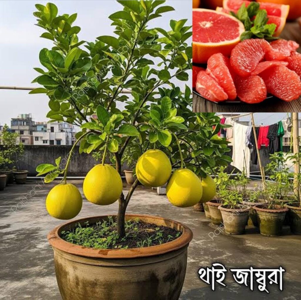 বারোমাসি থাই জাম্বুরা  গাছ .....