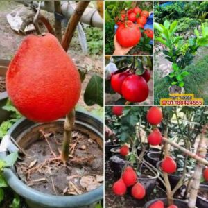 ভিয়েতনামি লাল জাম্বুরা গাছ.....
