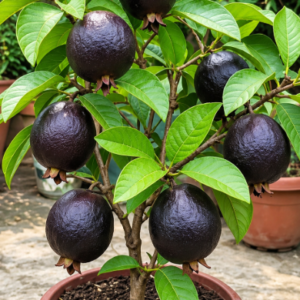 ব্লাক ডাইমন পেয়ারা  গাছ