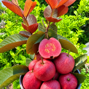 পিঙ্ক পেয়ারা গাছ