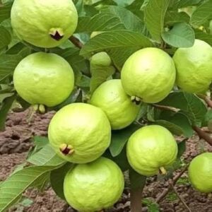 ১২ মাসি থাই পেয়ারা গাছ