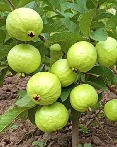 ১২ মাসি থাই পেয়ারা গাছ